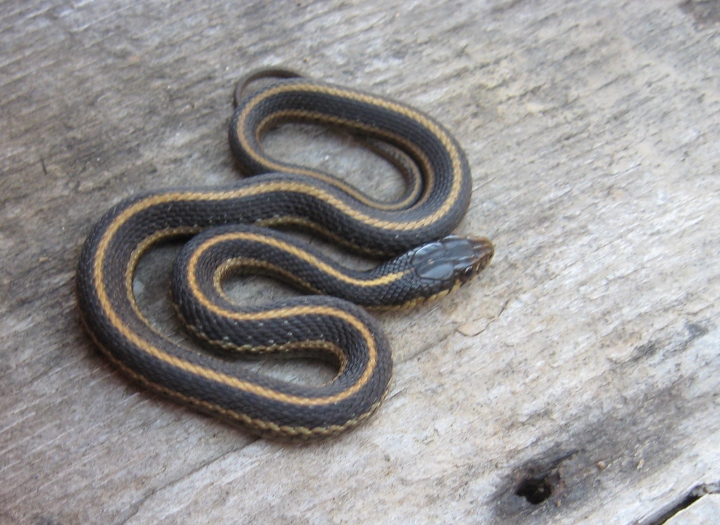 Santa Cruz Garter Snake